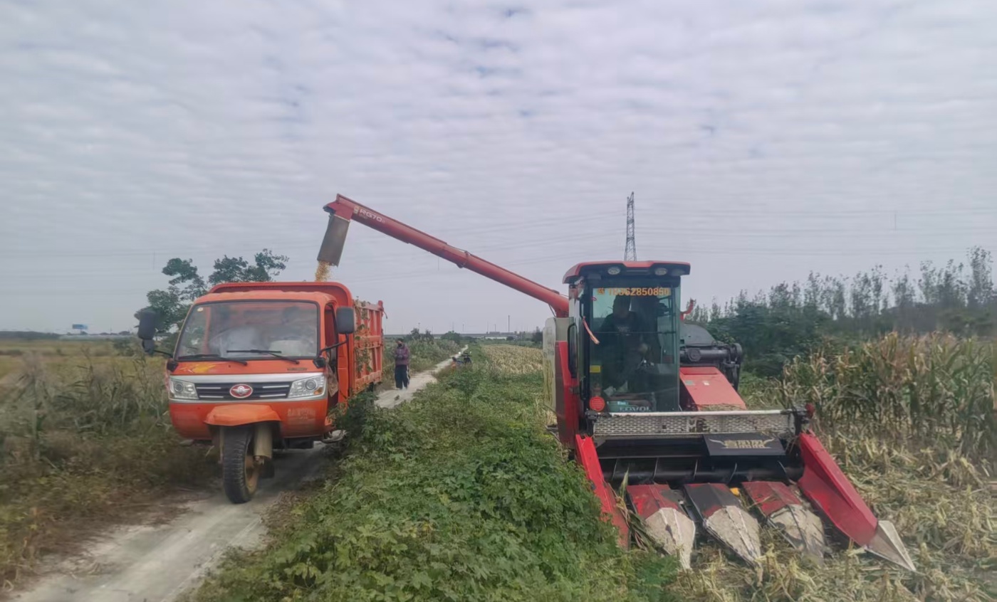 仓储中心收玉米20251027_副本